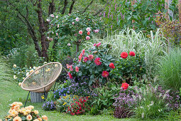 Acapulco-Chair am Beet mit Dahlien, Pfahlrohr 'Variegata', Rosen, Chinaschilf, Dost, Federborstengras, Eisenkraut, Kissenaster und Knöterich, Rose im Korb