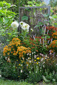 Buntes Beet mit Sonnenbraut 'Rotgold' 'Rubinzwerg' 'Flammenrad' 'Moerheim Beauty', Dahlie 'My Love', Duftnessel, Prachtkerze, Färberkamille und Orient-Knöterich