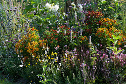 Colorful bed with sun bride 'Flammenrad' 'Rubinzwerg' 'Rotgold' 'Moerheim Beauty', dahlia 'My Love', scented nettle, splendid candle, dyer's chamomile and man litter