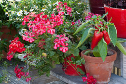 Hanging geranium 'Happy Face® Dark Red Mex' and peppers on flower stairs