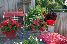 Stehende Geranie 'Sarita Dark Red' im roten Holzkübel, Punktblume Hippo 'Red', Paprika, Hängegeranie, Zweizahn Bee 'White' und Jasminblütiger Nachtschatten