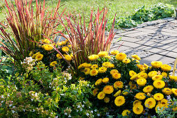 Terrassenbeet mit Strohblumen Granvia 'Gold', japanisches Rotgras 'Red Baron' und Abelie 'Kaleidoscope'