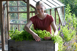 Woman harvests parsley 'Mooskrause'
