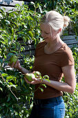 Woman picks pears from the trellis on the house wall