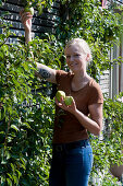 Woman picks pears from the trellis on the house wall