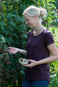 Woman picking blackberries