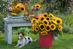 Sträuße mit Sonnenblumen, Zinnien, Dahlien und Zieräpfeln, Hund Zula