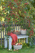 Baskets with freshly picked apples, bench on the garden fence
