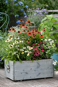 Wooden box with Echinacea Conetto 'Coco' 'Orange', Kismet 'Intense Orange' 'Raspberry' and zinnias