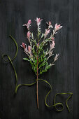 Branches of dappled willow with pink variegated leaves