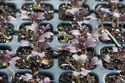'Rouge Metis' mustard in a seed tray