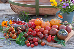 Variety of tomatoes: cherry tomatoes, cocktail tomatoes, beefsteak tomatoes and round tomatoes