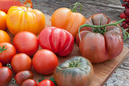 Variety of tomatoes: beefsteak tomato 'Tschernij Prinz', pineapple tomato, 'ox heart', red round tomatoes and striped cocktail tomatoes