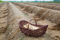 White asparagus in a basket in a field