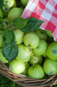Freshly picked green apples
