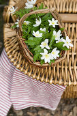 Basket of wood anemones