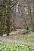 Deciduous woodland in spring