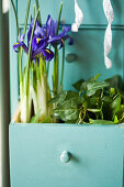 Reticulated iris and ivy planted in open drawer