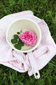 Pink rose and rose leaves in saucepan