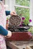 Adding expanded clay drainage substrate to a windowbox