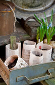Handmade paper plant pots and grape hyacinths