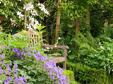 A cozy seat between the cranesbill, clematis, and fern