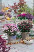 Herbst-Terrasse mit Chrysantheme, Blütenskimmie und Kasten mit Alpenveilchen, Knospenheide, Fetthenne und Purpurglöckchen