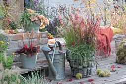 Arrangement with grasses and purple bells: Japanese red grass, sedge 'Evercream', feather bristle grass 'Little Bunny', purple bells 'Royal Ruby' and 'Timeless Orange'.