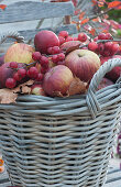 Basket with freshly picked apples, sprig with decorative apples