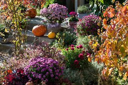 Herbstbeet mit Chrysantheme, Purpurglöckchen, Strauchveronika Magicolors 'Heartbreaker', Schneeball und Heiligenkraut