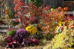 Autumn bed with a smoke tree, Hydrangea, chrysanthemums, coral bells, milkweed, and Santolina