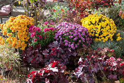Autumn bed with chrysanthemums, coral bells, milkweed, and Santolina