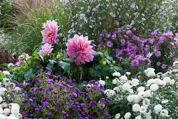 Autumn flower bed with asters, dahlia 'Lavender Ruffles' and chrysanthemums
