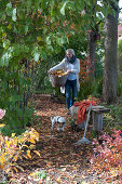 Buntes Herbstlaub auf schattigem Weg zwischen Bäumen,  Frau trägt Korb mit Blättern, Laubrechen an Holzbank, Hund Zula