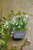 Snowdrops hung from a tree trunk in a small zinc basket