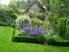 Rosengarten mit Glockenblumen und Hecke aus Buchs als Einfassung