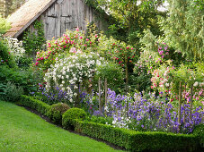 Campanulas and box hedge edging in rose garden