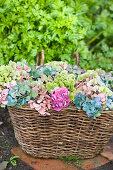 A Colorful mix of hydrangea flowers in a basket