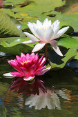 Blooming water lilies in the garden pond