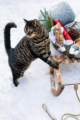 Cat next to fully loaded sledge in the snow