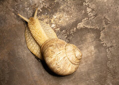 Lebendige Weinbergschnecke auf braunem Untergrund