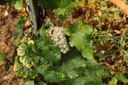 White grapes on a vine
