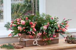 Wooden box with Christmas cactus 'Christmas Flame', decorated with fir branches