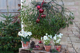 Christmas roses and mistletoe with red Christmas tree ornaments and cones, in the background Nordmann fir with fairy lights as Christmas tree