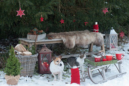 Bench with fur as a seat in front of spruce with red stars, tray with cups on a sled, basket with firewood, lanterns, cookie jar with cinnamon stars, thermos flasks, dog Zula and cat