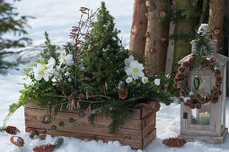 Wooden box with Christmas roses and white spruce decorated with fir branches, antlers and hazel branches, a lantern with a wreath made of larch cones, and Christmas tree decorations