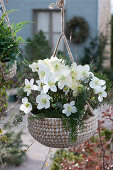 Christmas rose with fir branches in a hanging basket