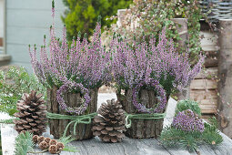 Heather 'Hilda' surrounded with bark, heather wreaths, heather balls and pine cones as decoration