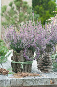 Heather 'Hilda' surrounded with bark, heather wreaths, and Pine cones as decoration