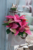 Pink poinsettia in felt bag as door decoration with wooden star and fir branch